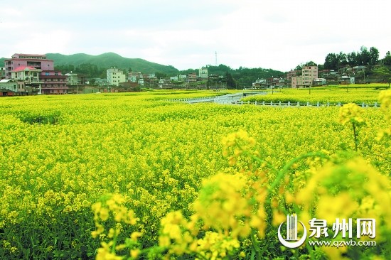 虹山鄉(xiāng)百畝油菜花競相開放