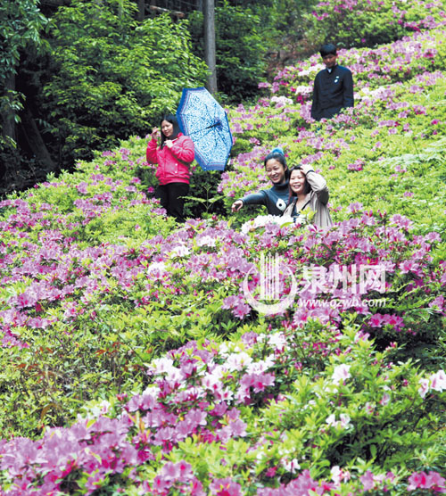 洛江仙公山風(fēng)景區(qū)內(nèi)，杜鵑花漫山遍野，紅的似火，白